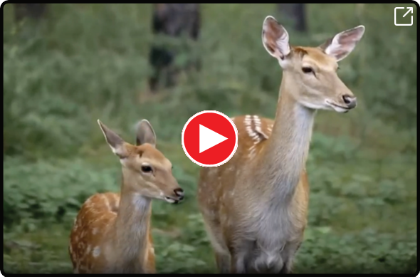 Spark video player
